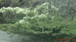 Acacia tree under attack of a flowering creeper vine.