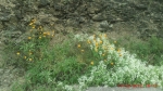 Trailside flowers with creeper vine flowers