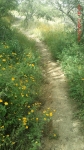 Singletrack of flowers