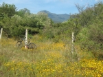 Flowers and San Felipe Peak